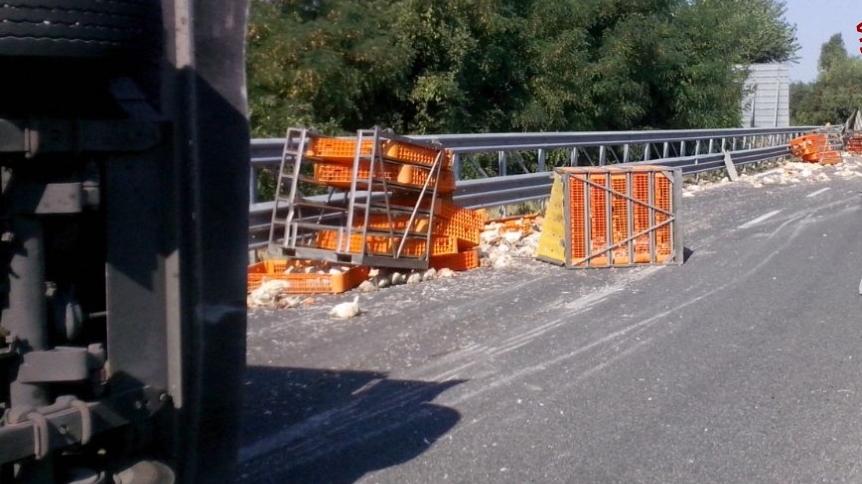 Tir Si Ribalta Strage Di Polli In Superstrada