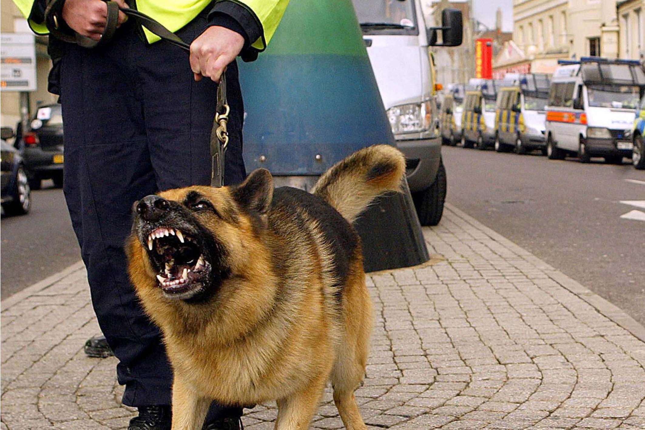 Grosso Cane Strappa Il Recinto E Aggredisce Una Donna