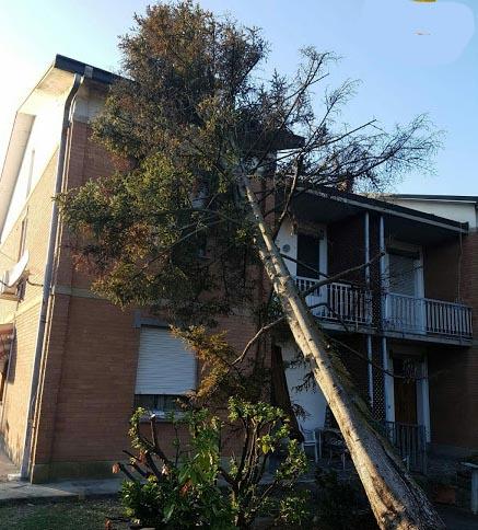 Maltempo A Reggio Emilia Il Vento Fa Appoggiare Un Albero Sul Palazzo