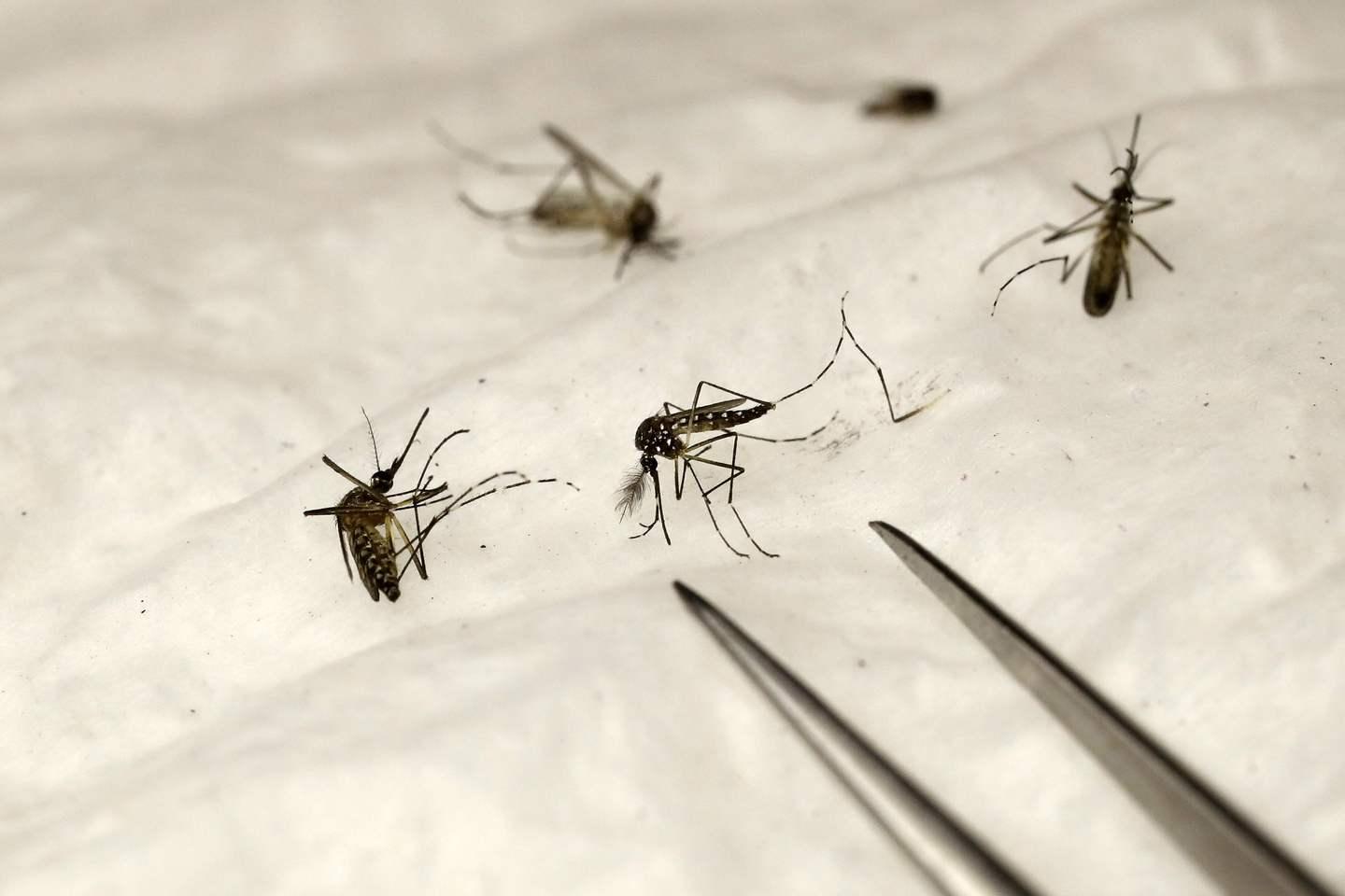 Caso Di Dengue Al Via La Disinfestazione