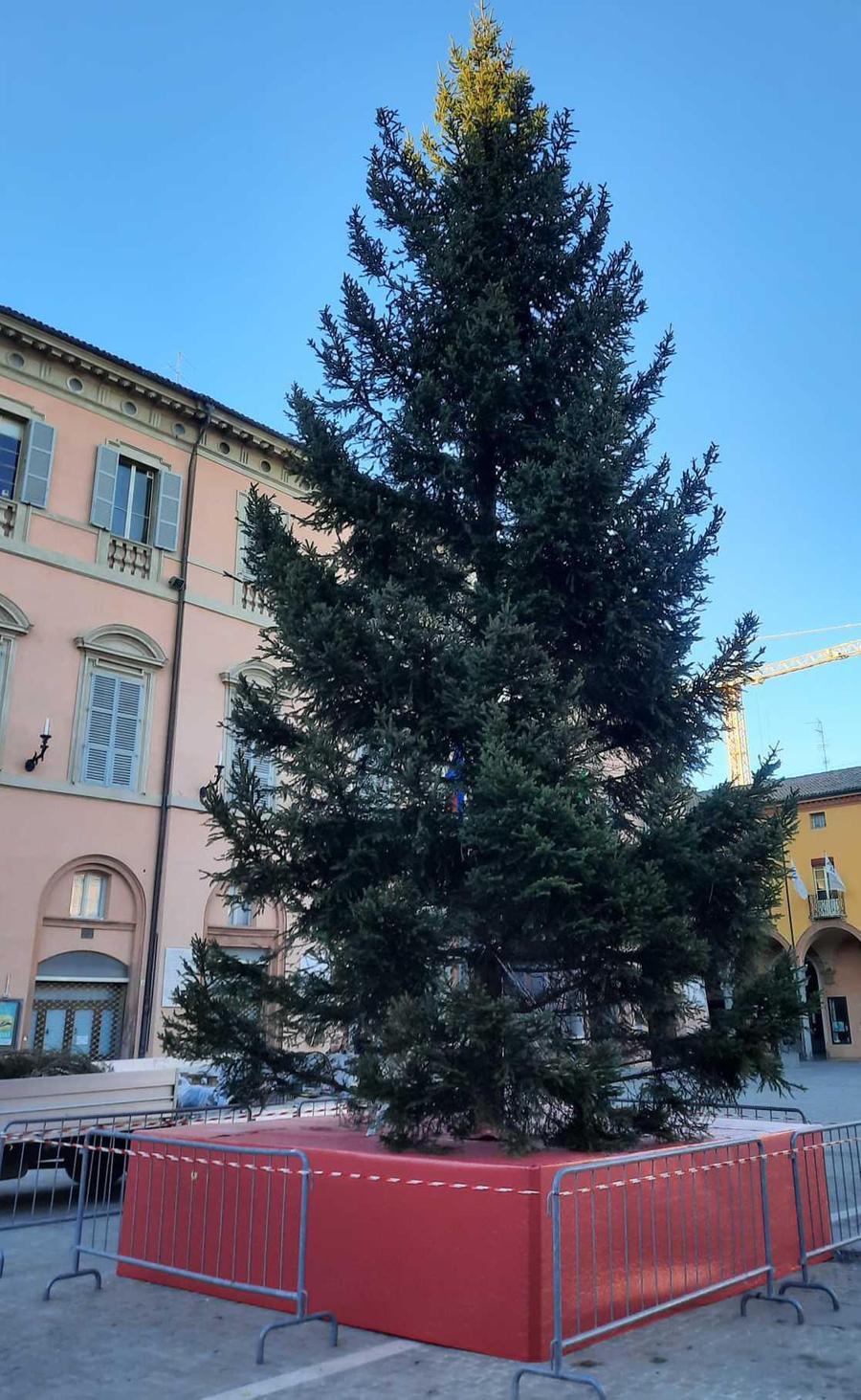 Arrivato Lalbero Di Natale In Piazza Svetta Un Abete Rosso Donato