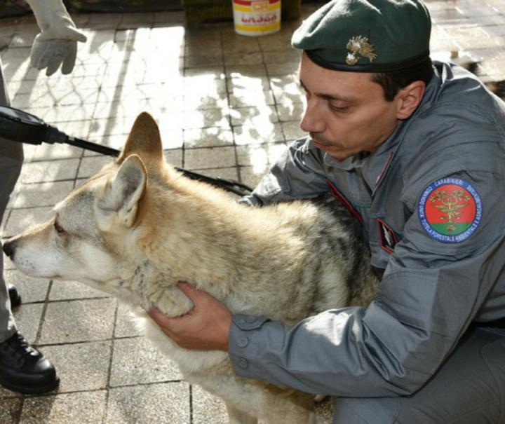 Grotte Di Frasassi Lascia Il Cane In Auto Sotto Al Sole Denunciato