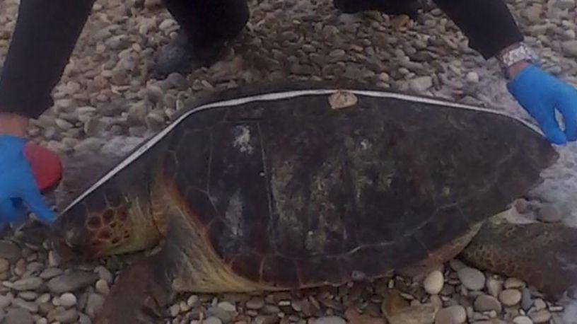 Carcassa Di Tartaruga Rinvenuta A Marina Palmense