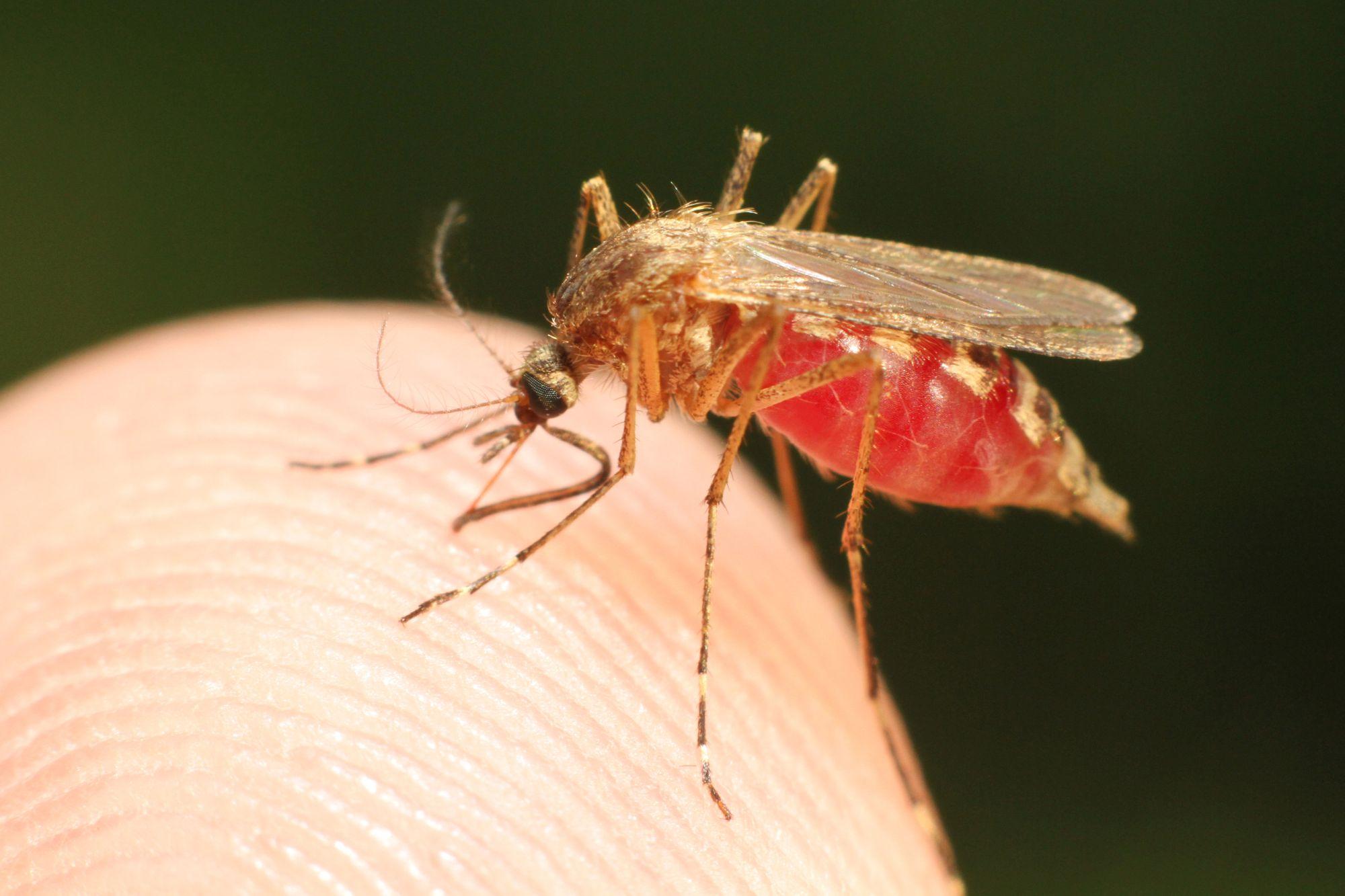 Bologna Donna Incinta Ricoverata Per Malaria