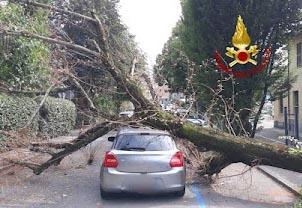 Reggio Emilia Grosso Albero Finisce Su Auto In Transito