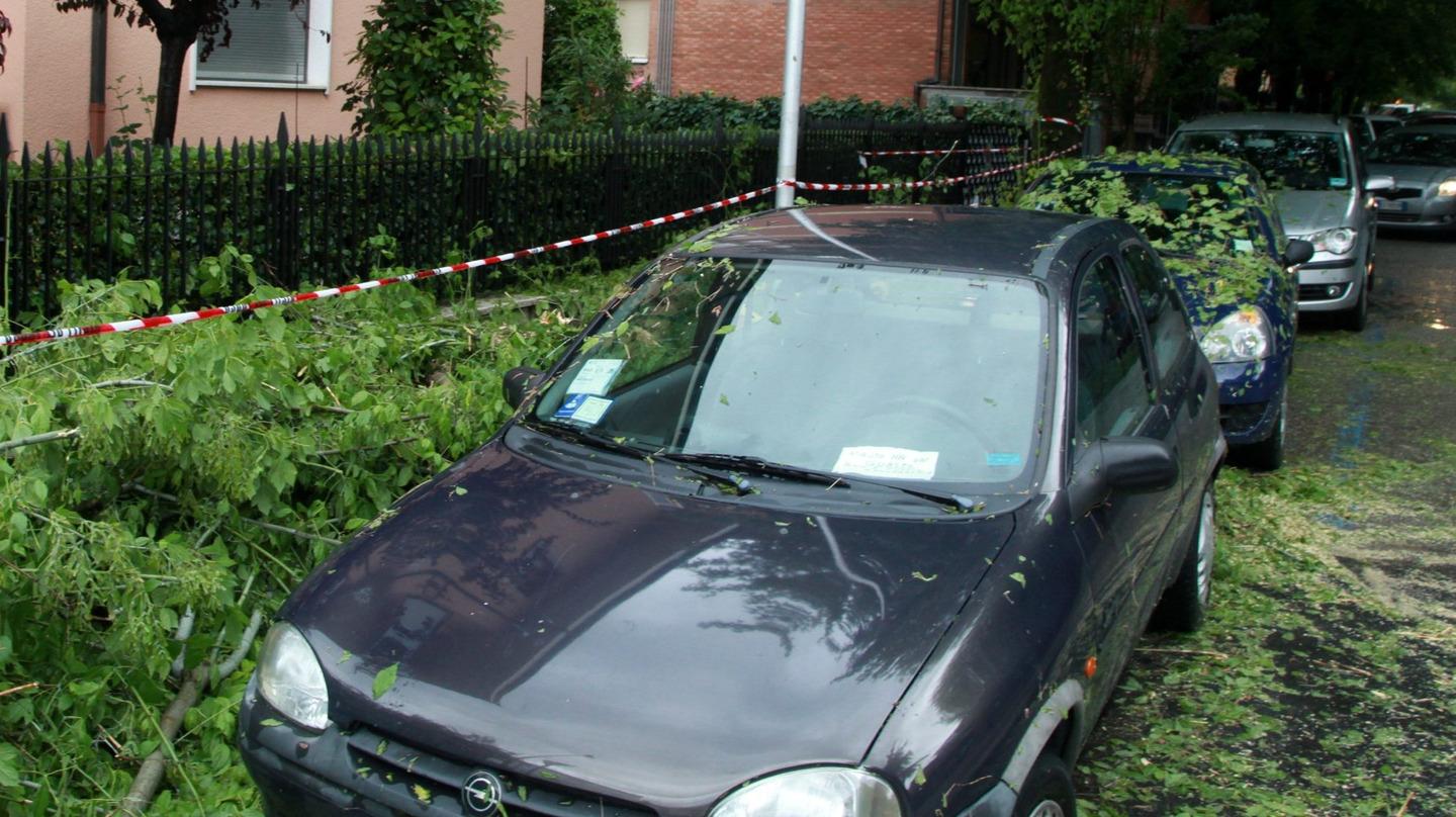 Maltempo Auto Danneggiate Dalla Caduta Di Alberi