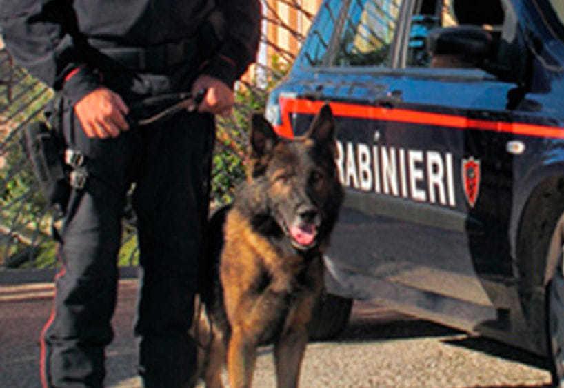 I Cani Fiutano E Trovano Cocaina In Una Borsa Al Ristorante