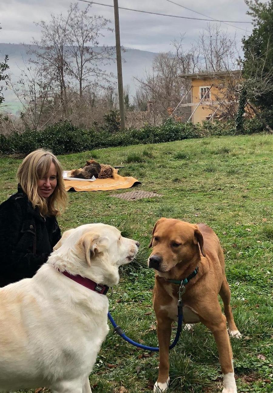 Raccolta Fondi Per La Casa Selvatica Aiutateci A Curare I Nostri Cani