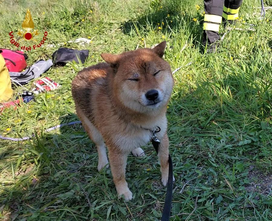 Cane Cade In Un Pozzo Salvato Dai Vigili Del Fuoco