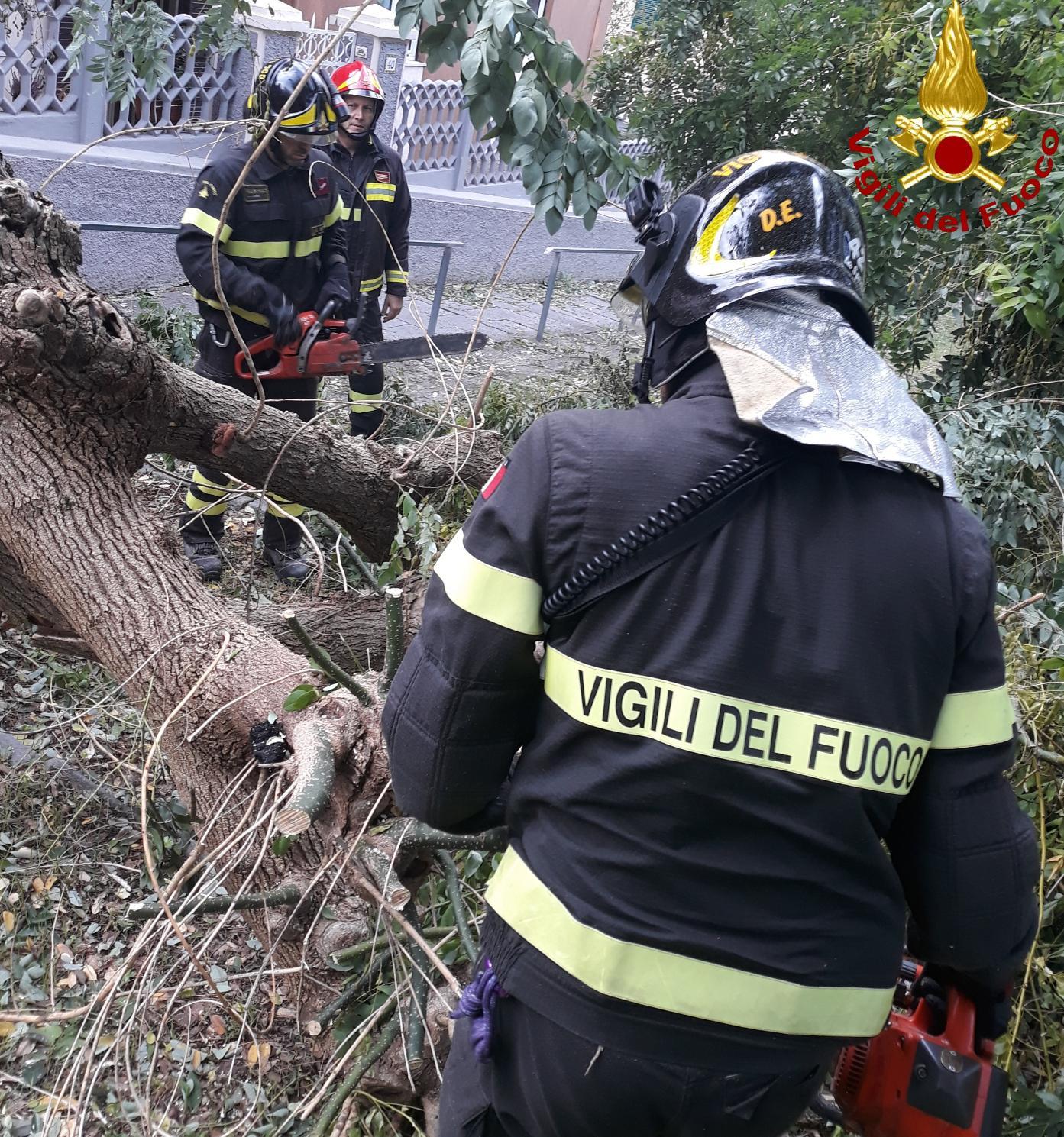 Vento Forte Alberi Caduti E Danni Ai Tetti