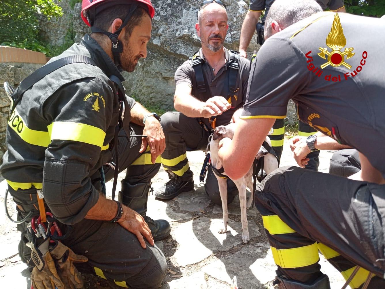 San Marino Cane Cade Per 40 Metri Salvato Dai Vigili Del Fuoco