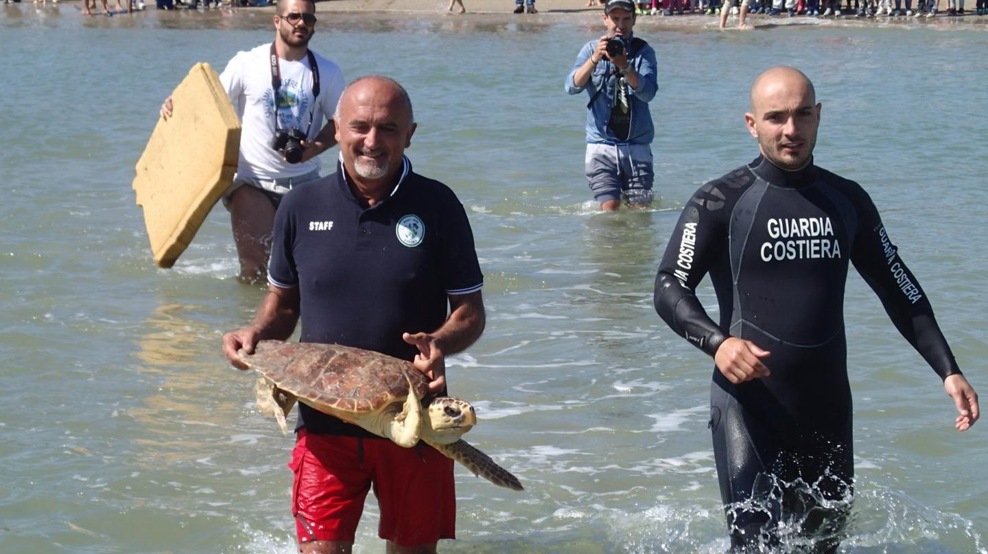 Tartaruga Liberata In Mare Era Stata Curata Per Mesi