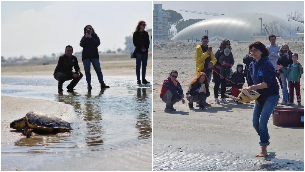 Liberate A Riccione Le Tartarughe Tartufo E Torrone Erano Finite Nelle