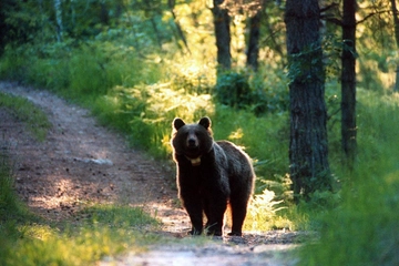 Veneto, cerca lupi ma trova orme di orso nel bosco del Cansiglio