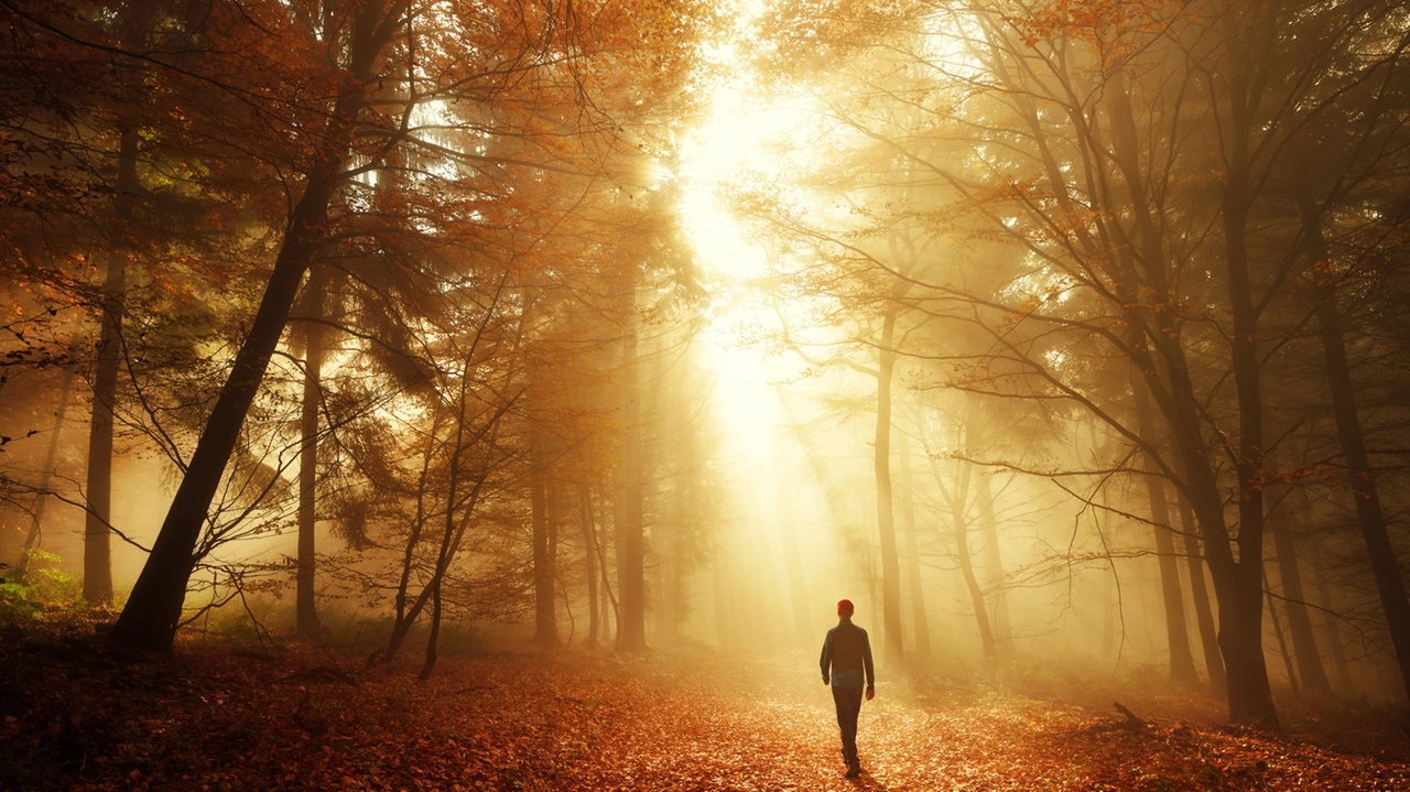 Secondo una ricerca recente, l'aria delle foreste, in particolare se remote, contribuisce ad attenuare i sintomi dell'ansia