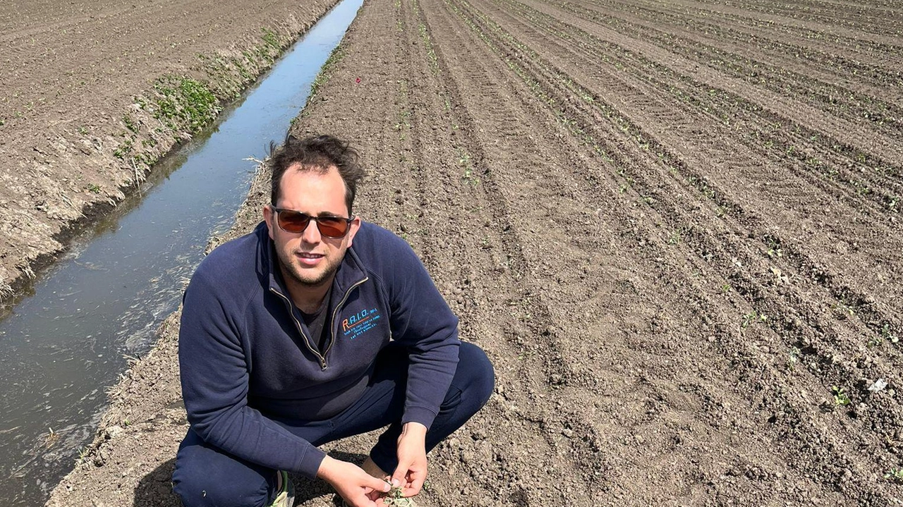 "Campi di pomodoro devastati dalle nutrie"