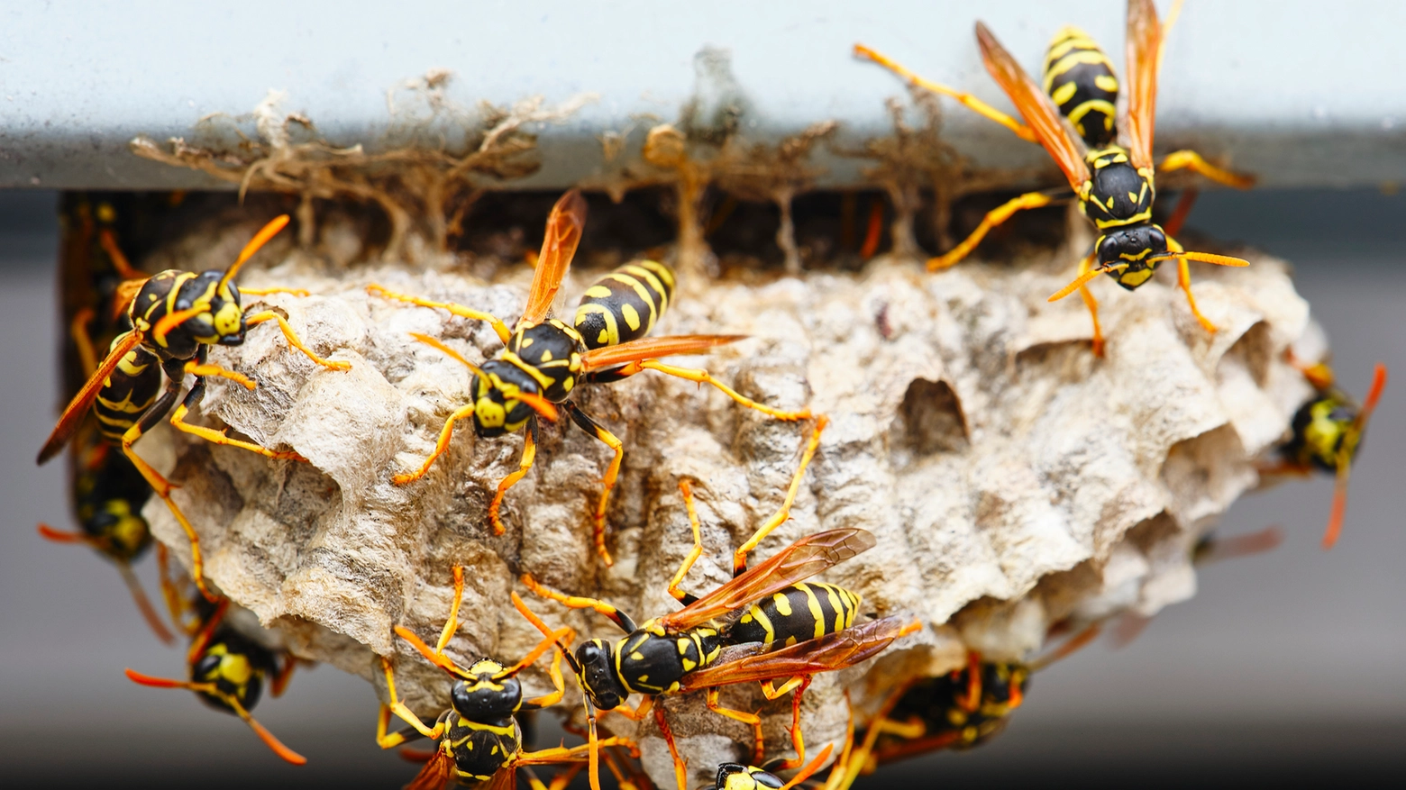 Un nido di vespe (archivio): un uomo nel ha prestato uno che era stato costruito sottoterra, è stato punto ed è morto poiché allergico