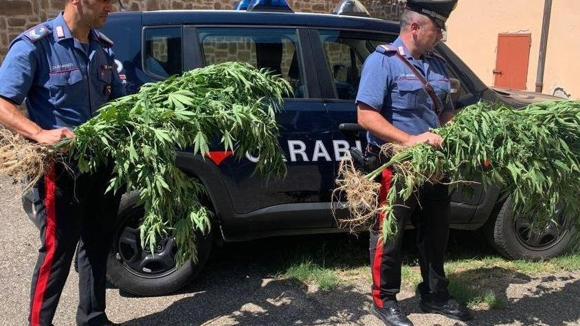 Pensionato coltivava marijuana  Sequestrate trecento piante