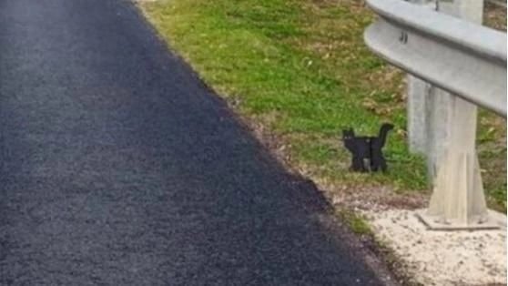 Il gattino nero in legno usato come autovelox a Villa Inferno.