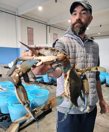 Nel mare Adriatico 91 specie ‘aliene’: "Il 10 per cento sono nocive"