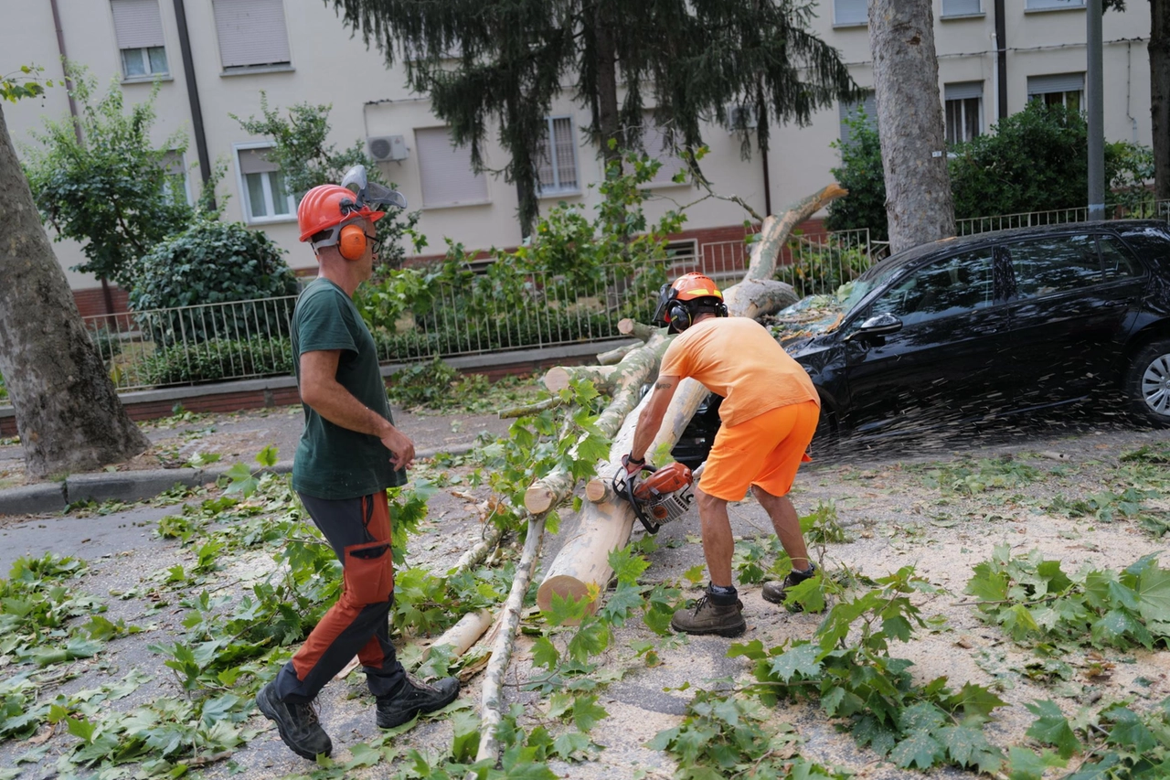 Alcuni interventi per liberare le strade da alberi e ramaglie