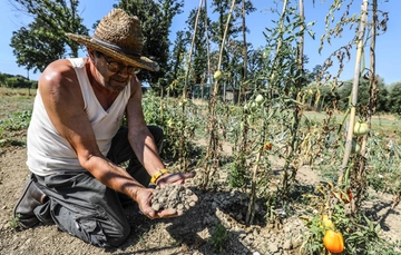 Il clima pazzo soffoca l’agricoltura: castagne turche e olio che non c’è. Così cambiano le nostre abitudini