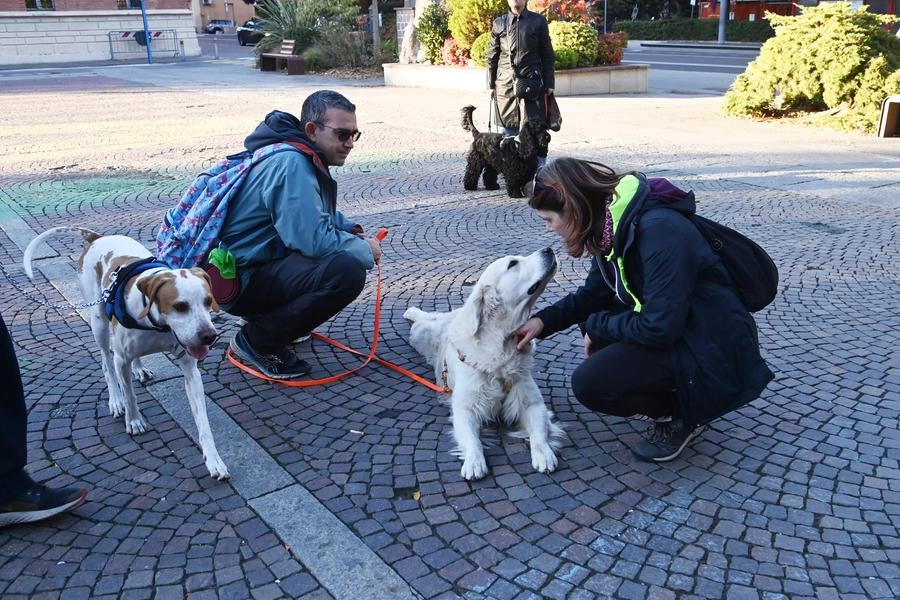 Verona premiata come città amica degli animali