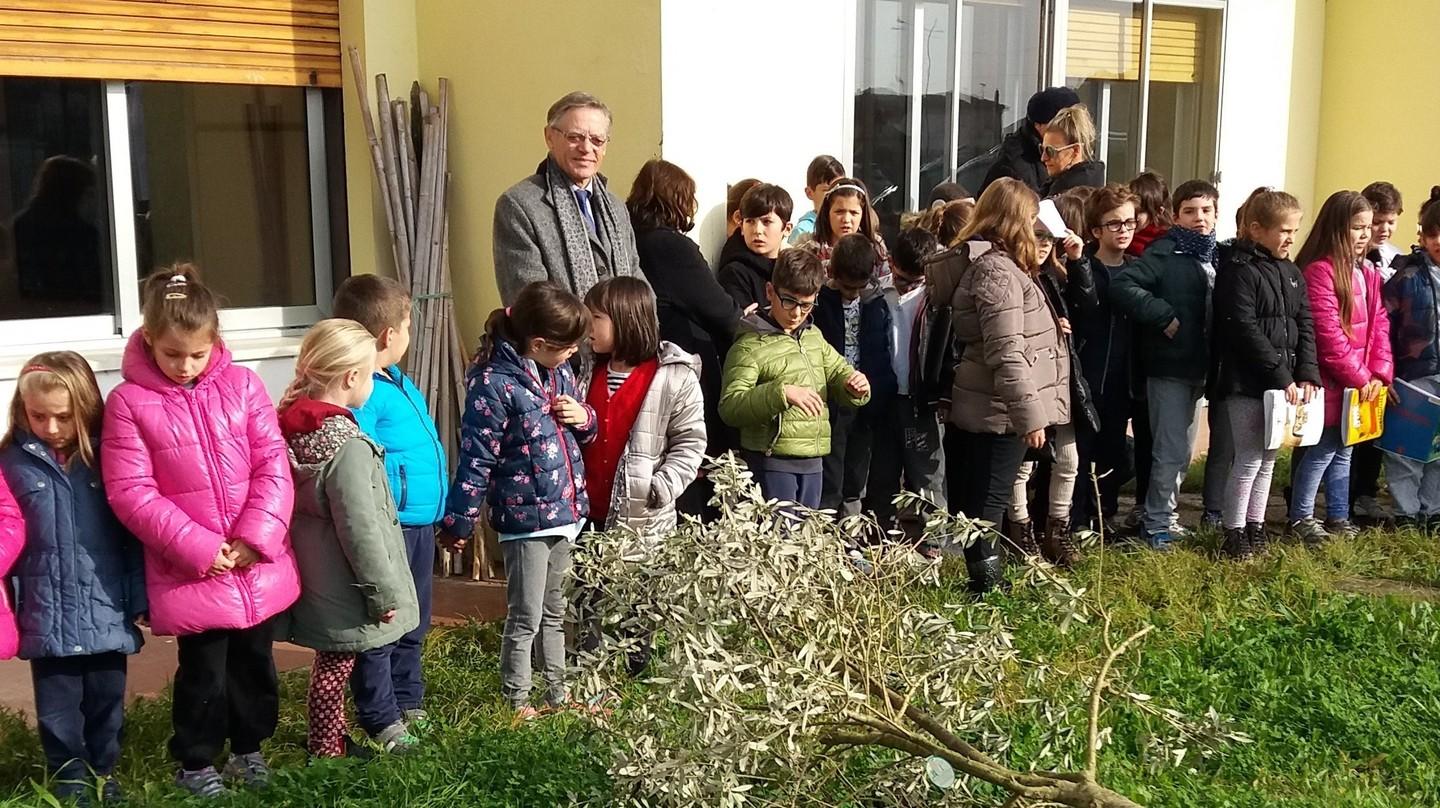 Un Ulivo Nel Giardino Della Scuola Dell’amicizia Di Mardimago