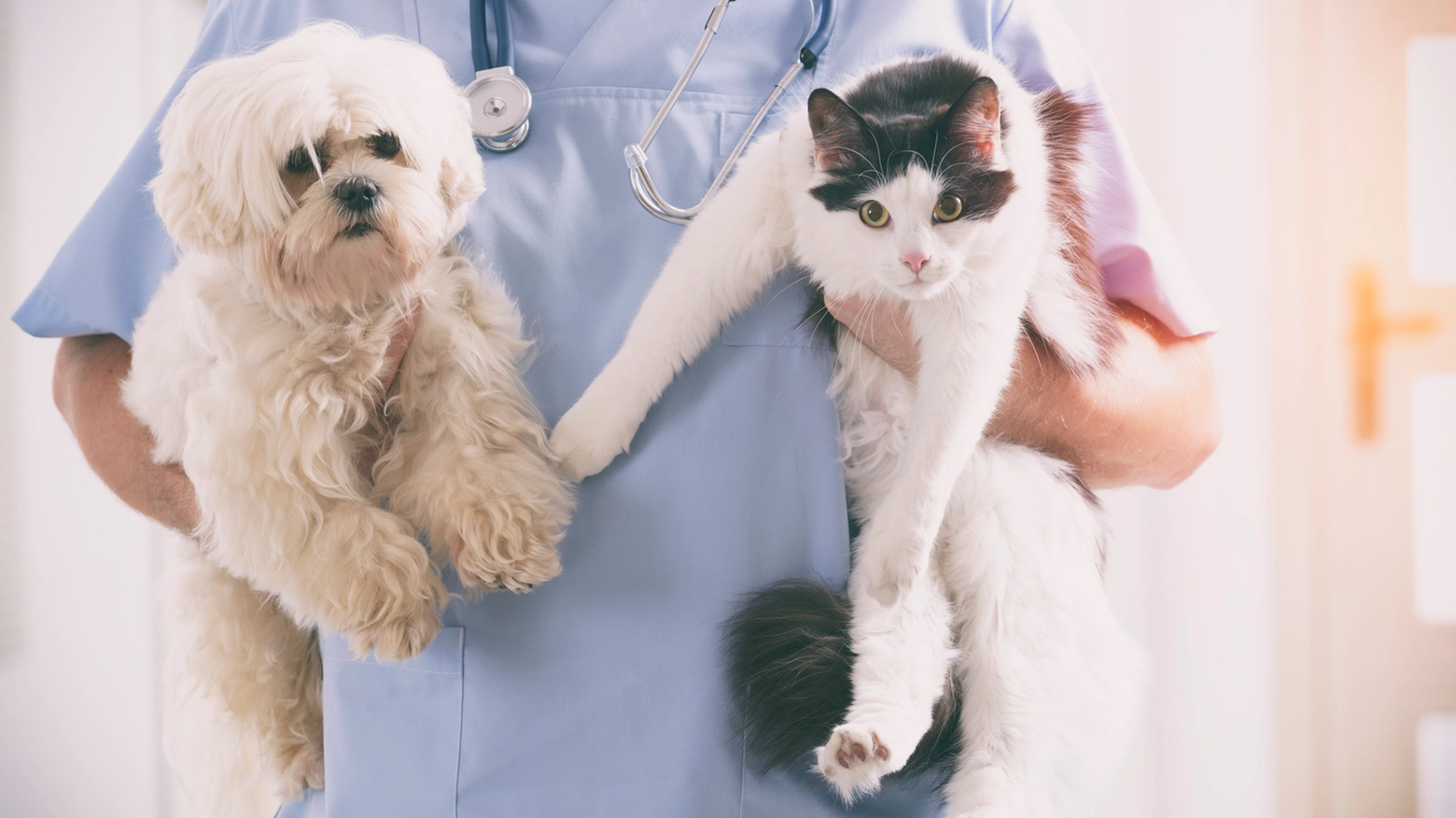 Cane e gatto dal veterinario, a Bologna si sperimenta il Registro dei tumori degli animali di compagnia