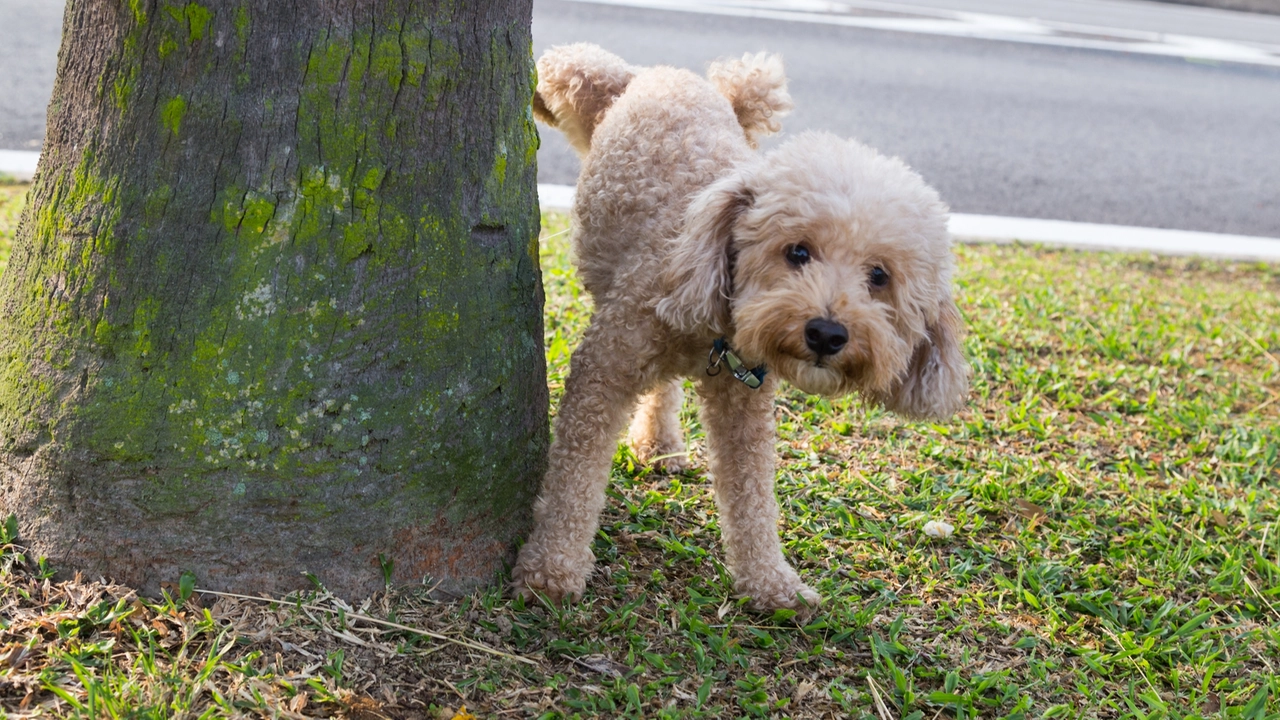 E' obbligatorio pulire  la pipì di Fido: basta portarsi appresso una bottoglietta d'acqua