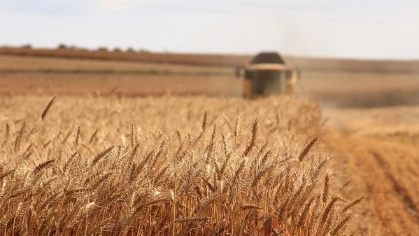 Un campo di grano (Unsplash)