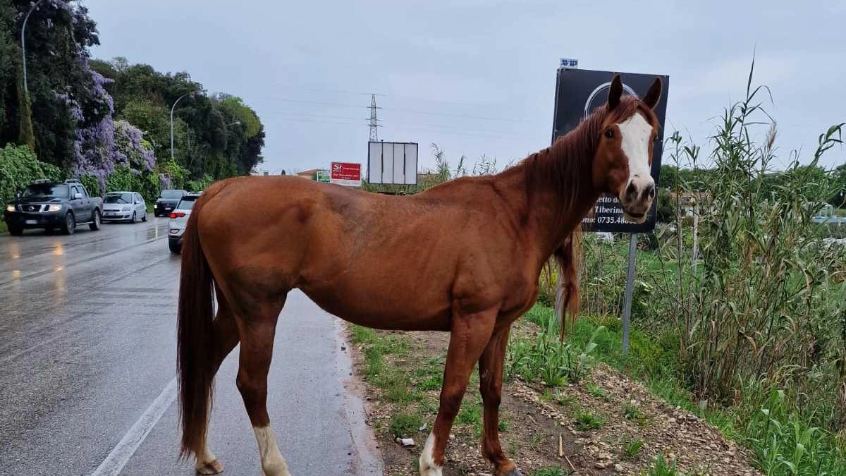 Un cavallo a spasso per la Nazionale: salvato