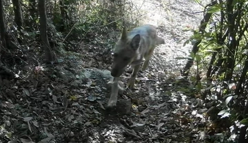 I lupi arrivano al Pinocchio. Sbranate galline e gatti: "Cos’altro deve succedere?"