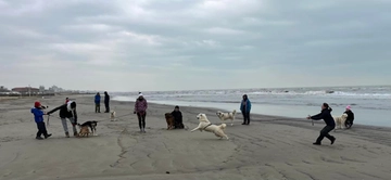 Riccione, se adotti un cane anziano dal canile cure gratis a vita