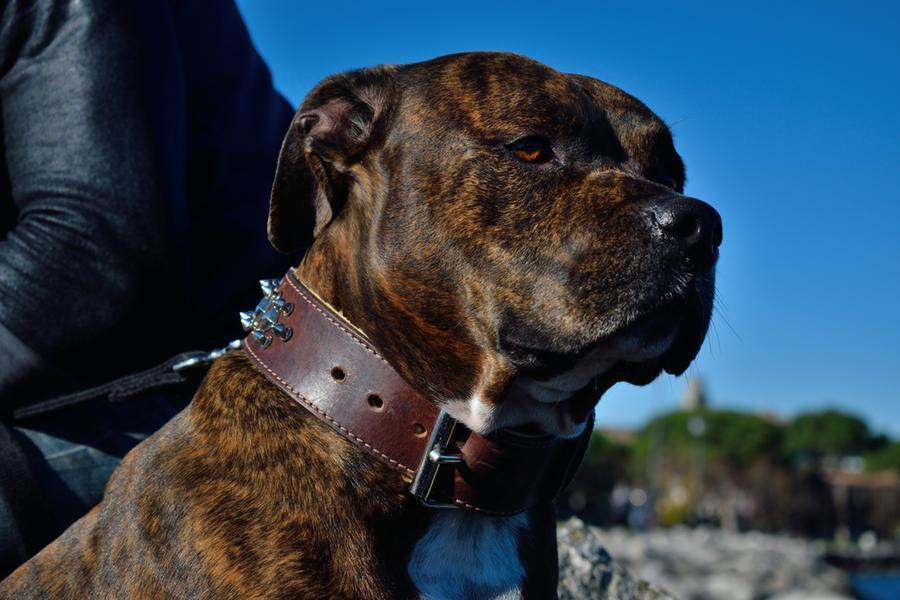 American Staffordshire Terrier Cane Guardando La Telecamera Nel Deserto  Immagine e Fotografia Gratis 199181586.