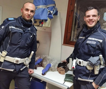 La cagnolina Marta scappa per i botti e viene investita in tangenziale: salvata dai vigili