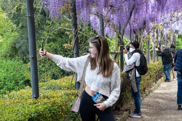 Glicini in fiore a Bologna, dove vederli: ecco la mappa