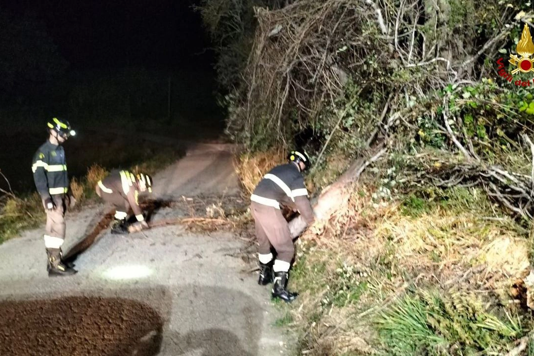 Maltempo nelle Marche con venti di burrasca: uno dei molti interventi dei vigili del fuoco per liberare le strade da alberi caduti