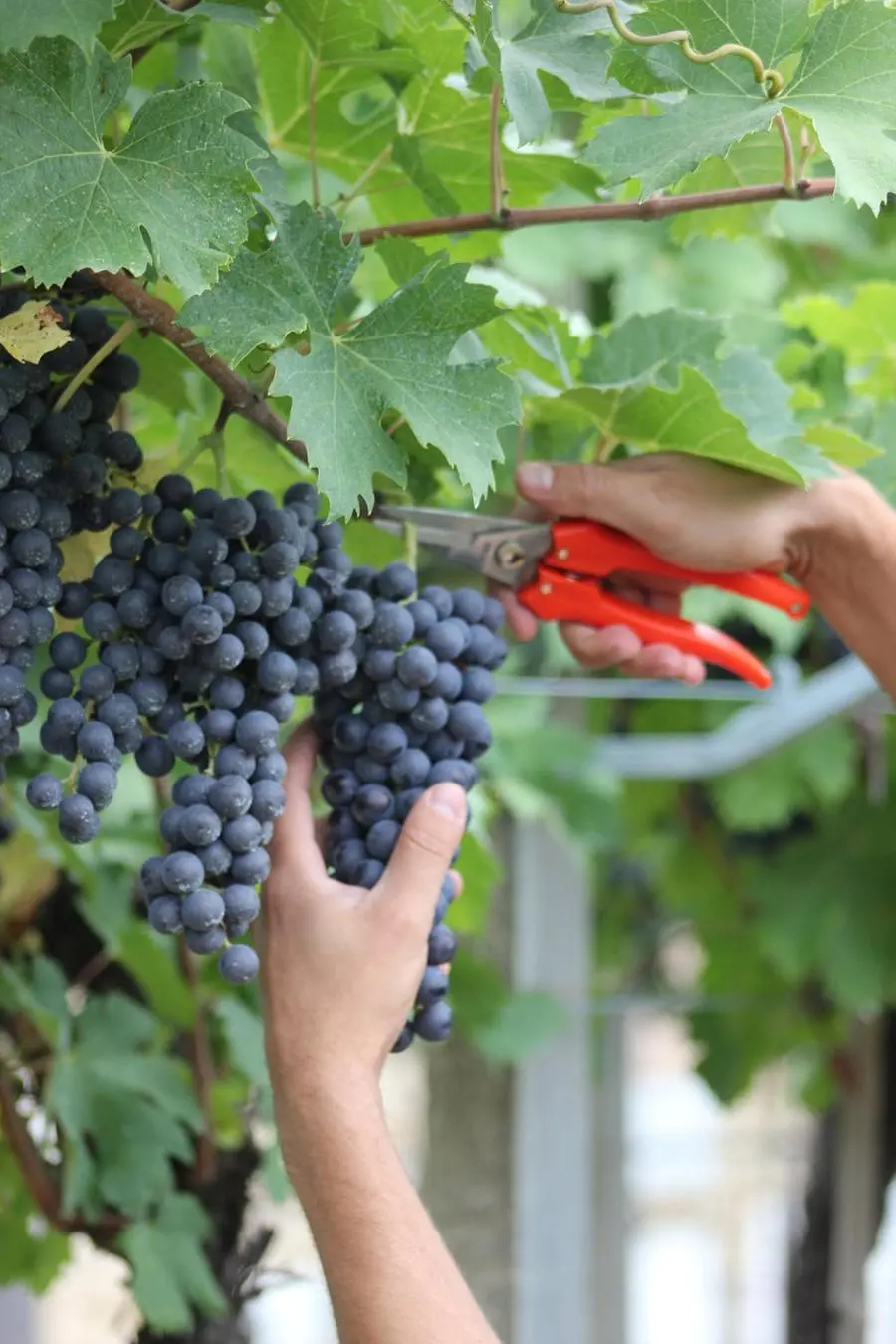 Amarone al via la vendemmia. Consorzio Valpolicella: "Manca manodopera"