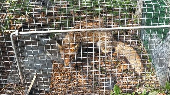 Foto notizia – Una trappola per gatti a Senigallia in zona