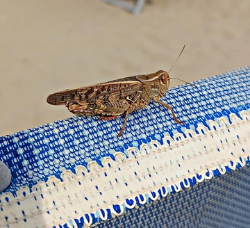 Cavallette in spiaggia da Rimini a Cesenatico