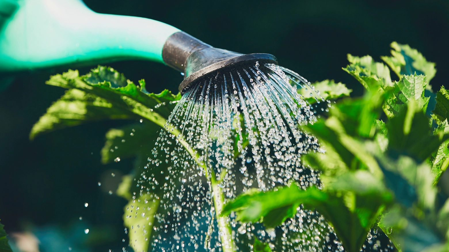 I consigli per risparmiare acqua e l'ordinanza del Comune di Bologna che torna ogni estate