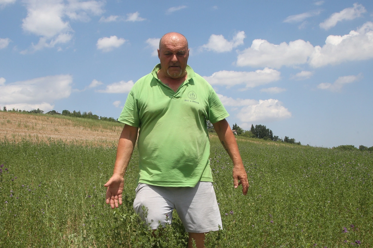 L’agricoltore Gabriele Graffieti in un campo di grano devastato dalla cavallette nella zona di Borgo delle Rose (foto Luca Ravaglia)