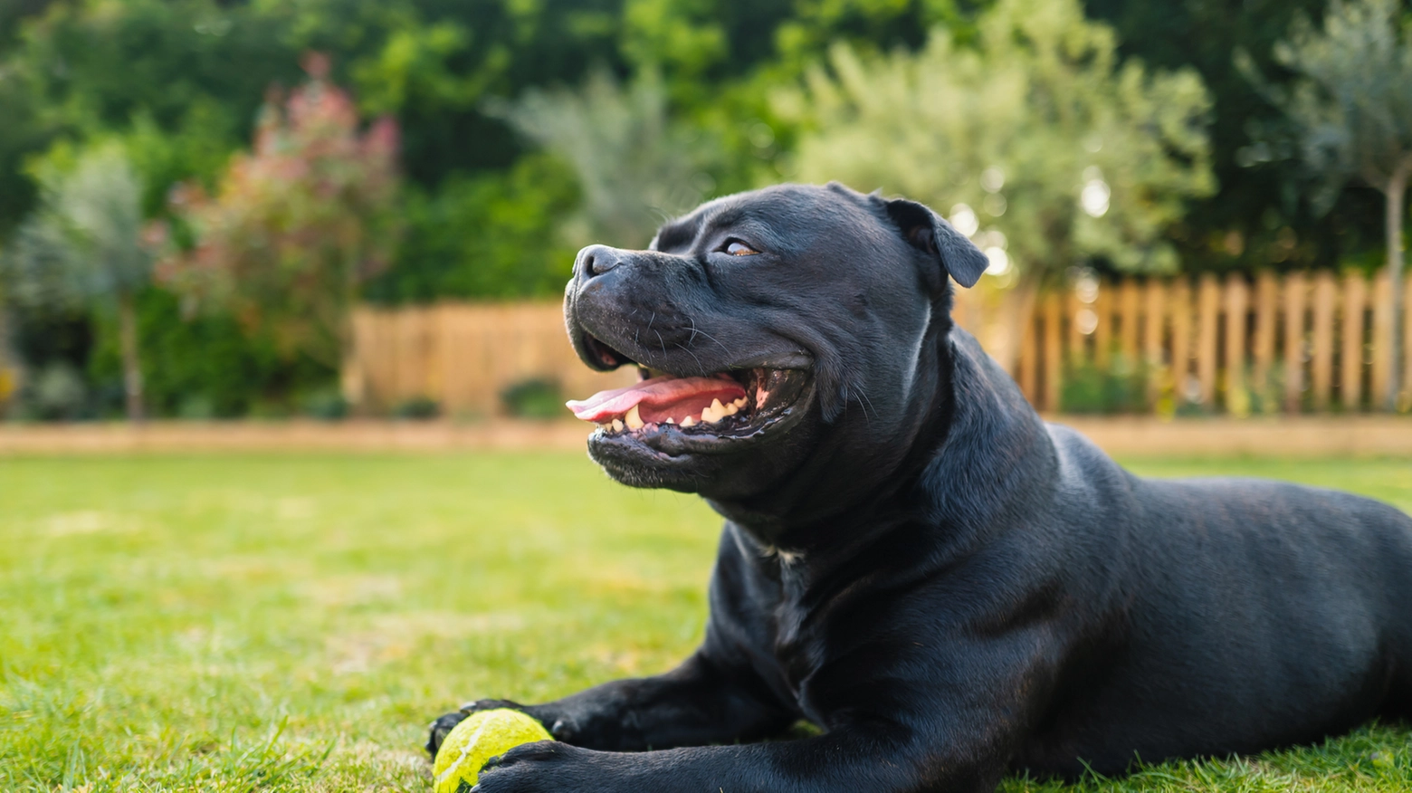 quali cani hanno la coda tozza