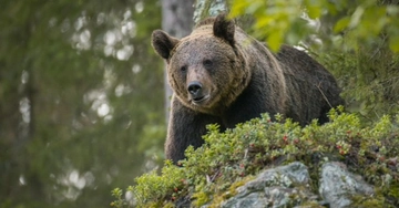 Trentino, stop all’abbattimento dell’orso. Il Tar sospende l’ordinanza