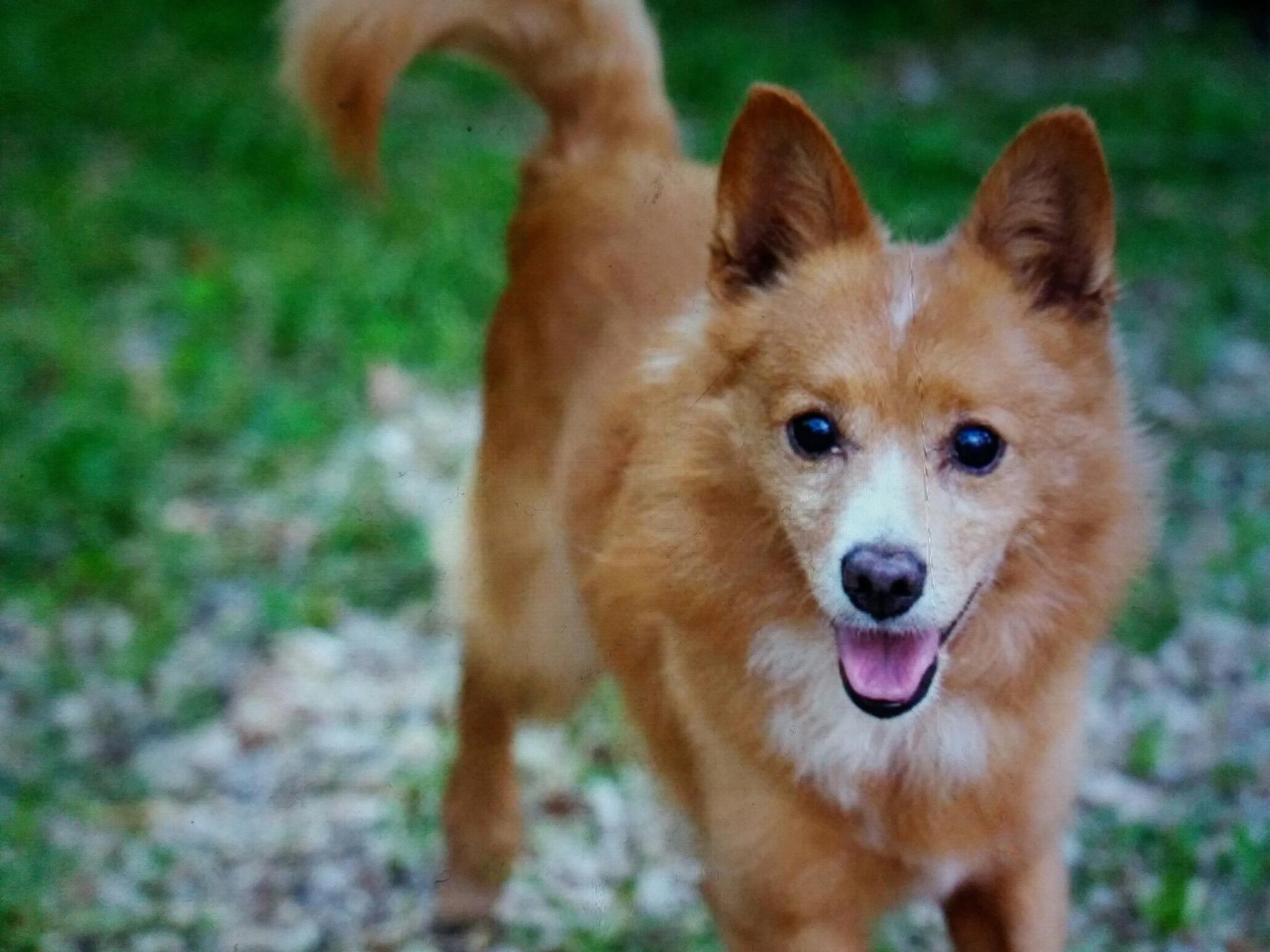 Fermo Difende Il Suo Cane Malore Per Una Donna Durante La Lite