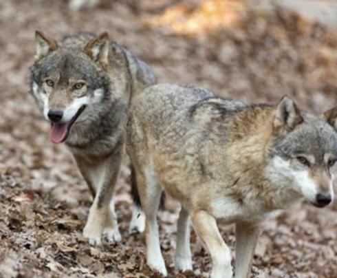 Come Difendere Gli Animali Domestici Dai Lupi, I Consigli Della Polizia ...