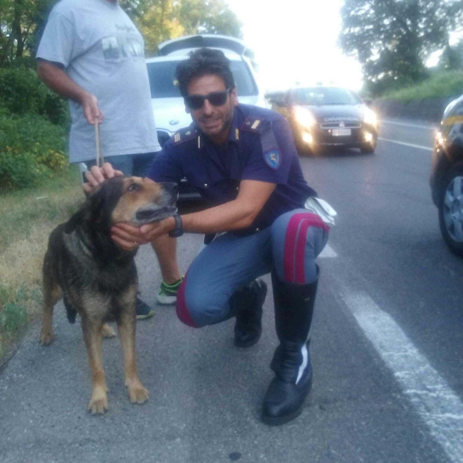 Frontale Sull Estense Feriti I Due Conducenti E Un Cane