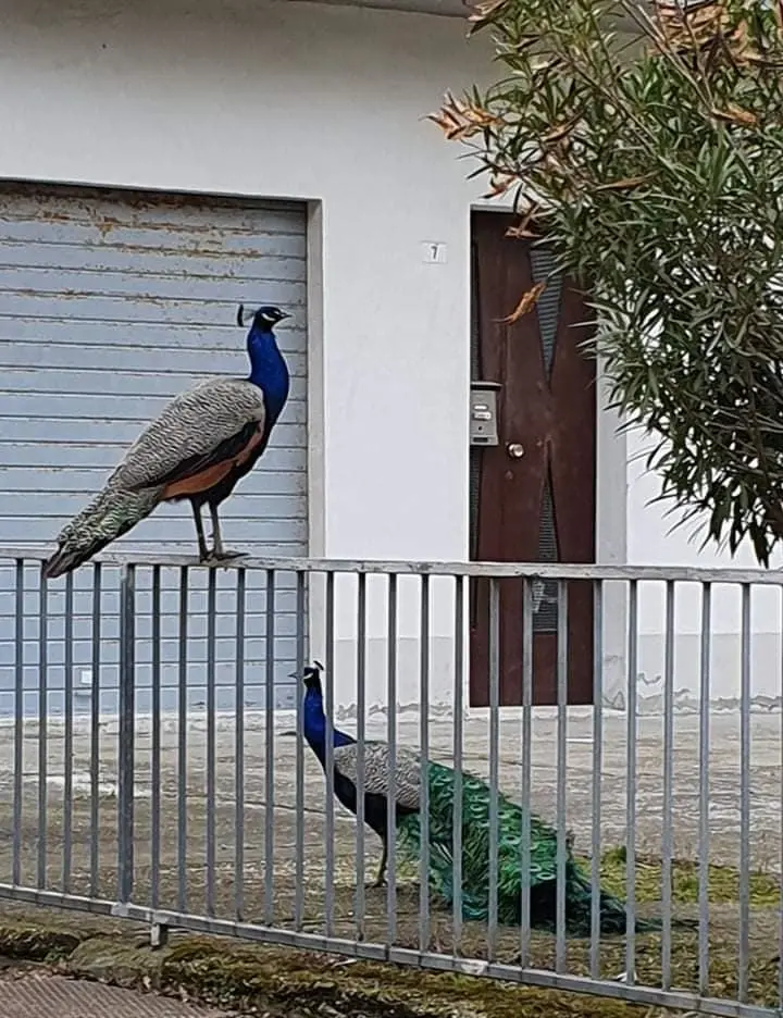 "Trasferiamo i pavoni da Punta Marina"