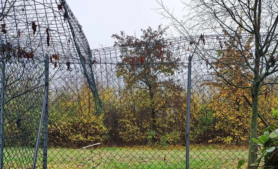 Bologna: ladri nel gattile di Calderara, tagliate le recinzioni dei box